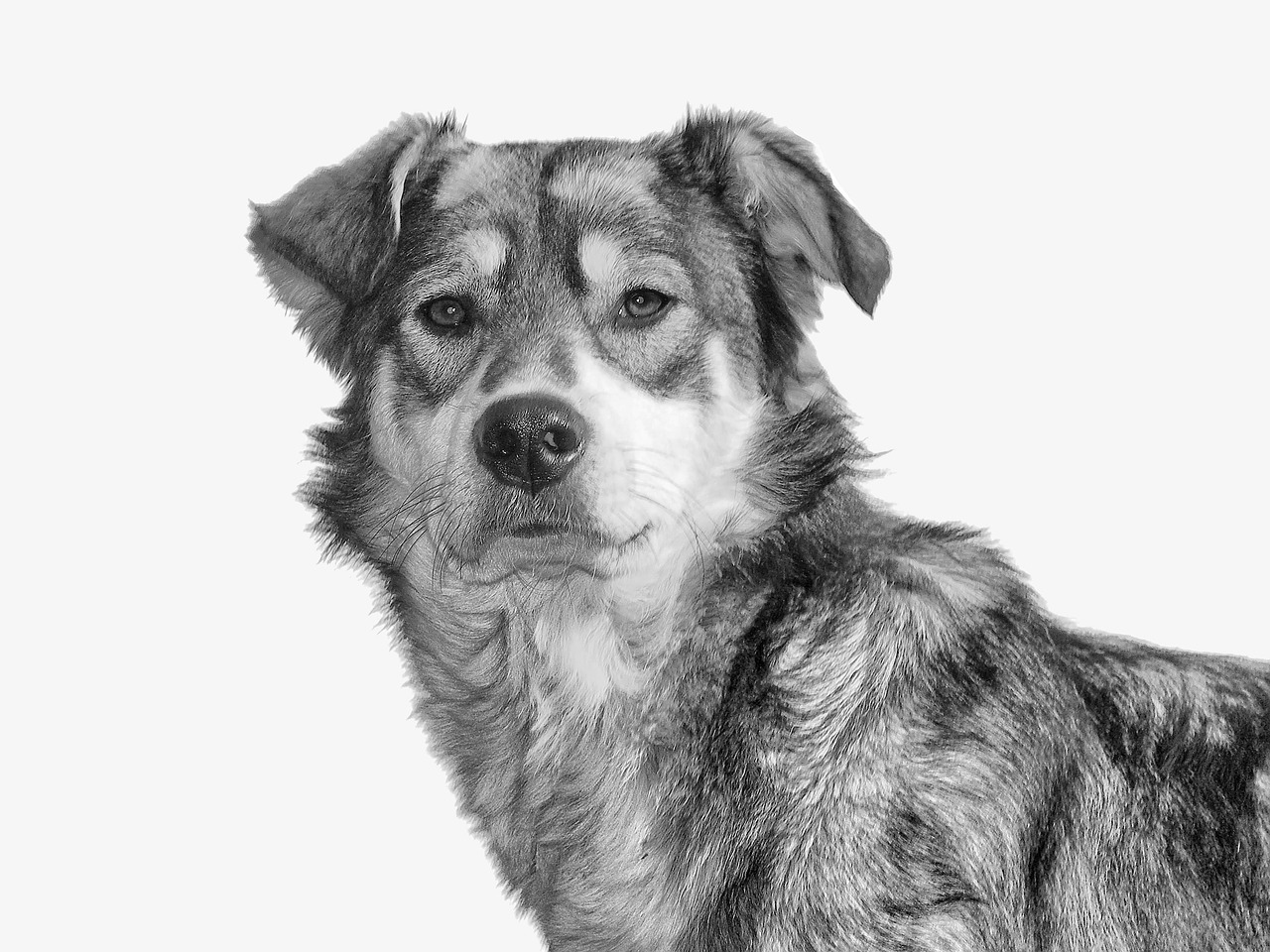 Dog, animal, mammal — 8 Safe and Healthy Ways to Spoil Your Dog