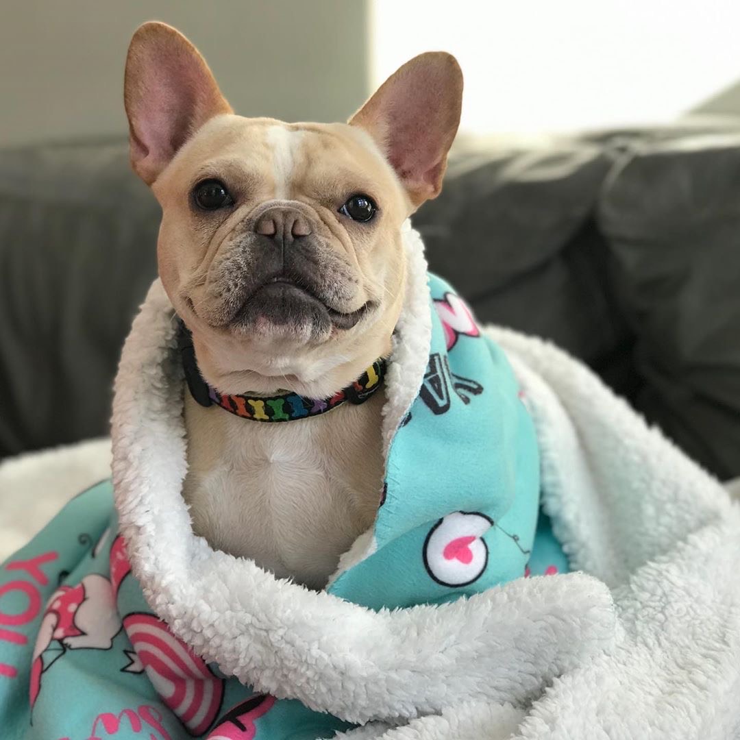 A short guide to know your Frenchie from a little closer