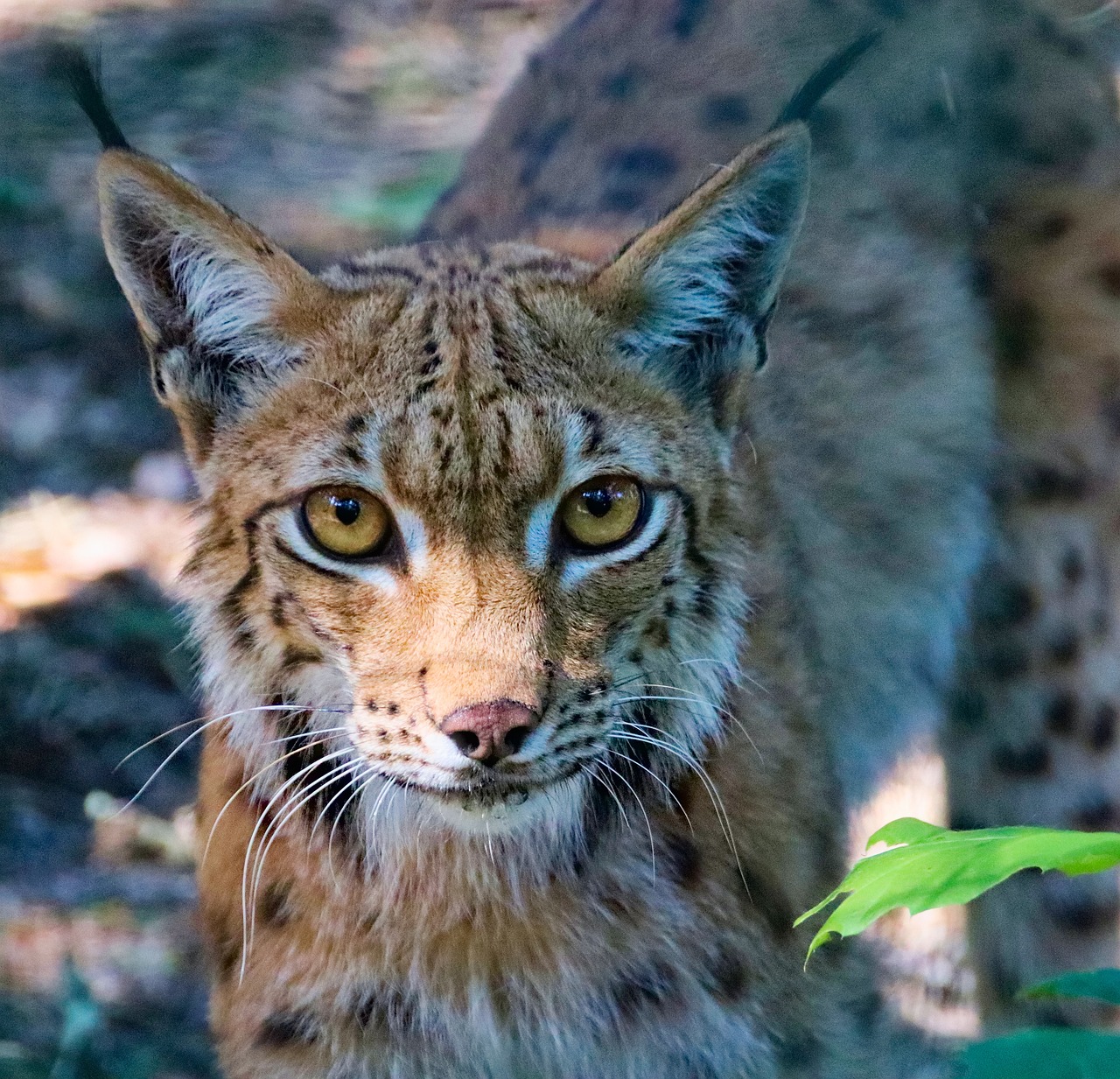 Feature, the eurasian lynx, beast — Clear and Clean: The Benefits of Using Cannabis Filters