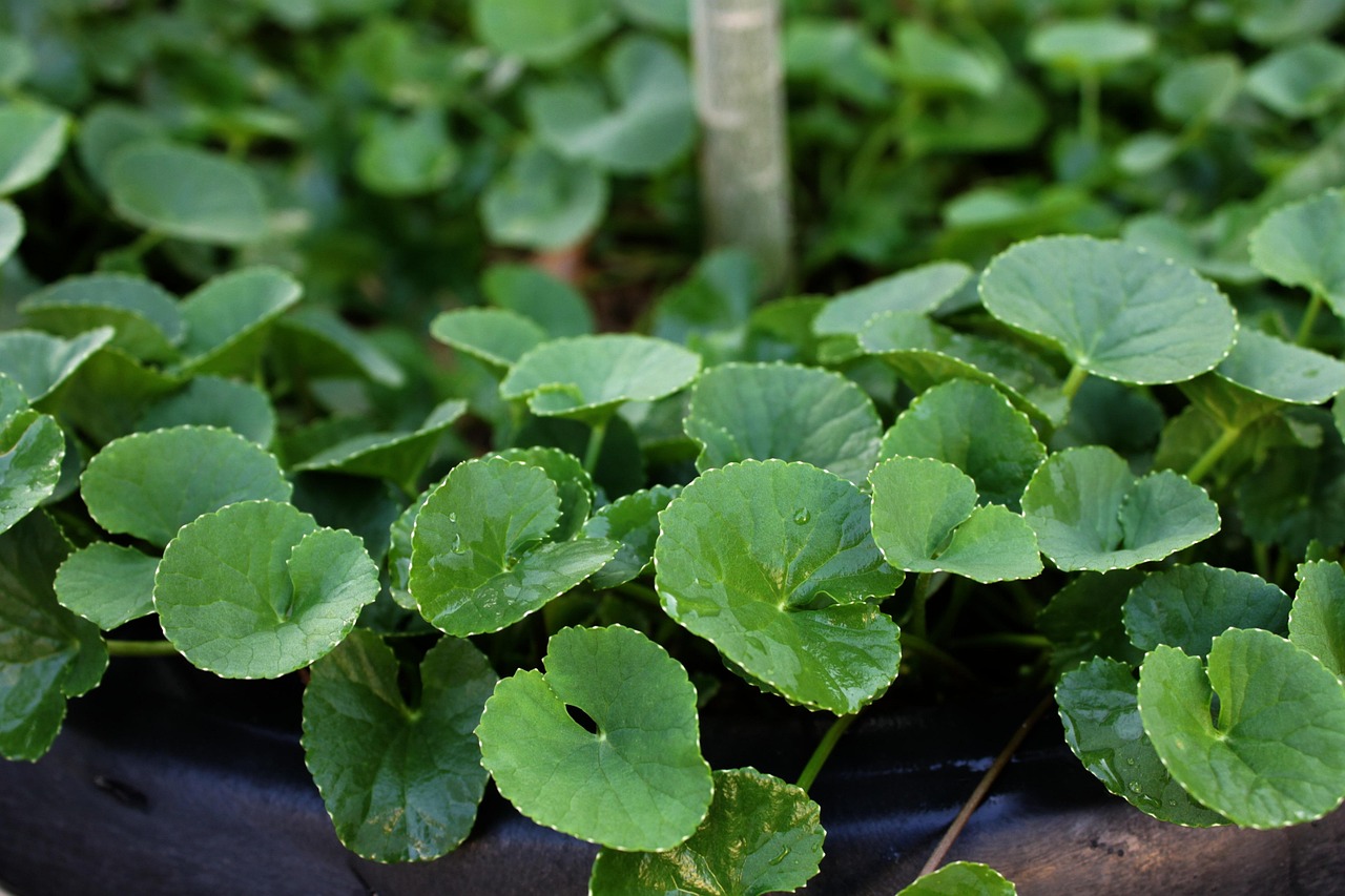 Centella, herb, plant — Fundamental Tips to Select the Best Medicare Advantages Plans 2022