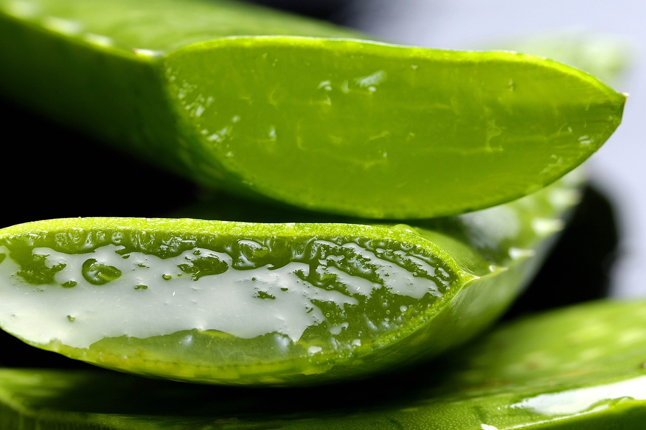 Aloe, aloe vera, nature — Get back to your skin care routine with natural herbs.