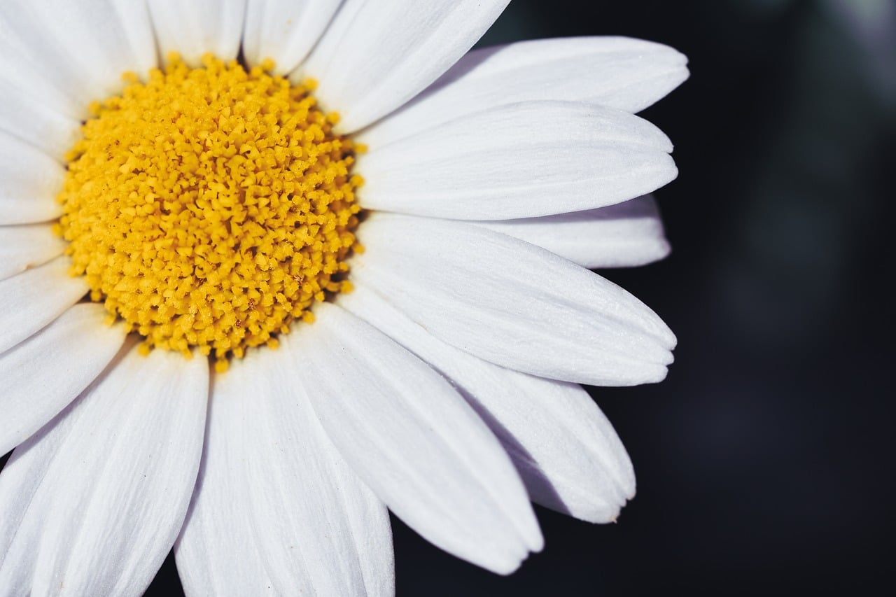 Marguerite, nature, blossom — How to Get the Best Deals Using Home Depot Coupons