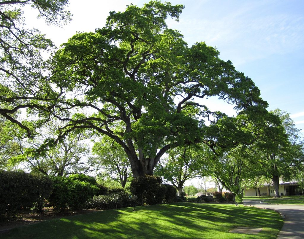 Tree, nature, oak tree — Maximize Your Chances of Winning with Entrance W88