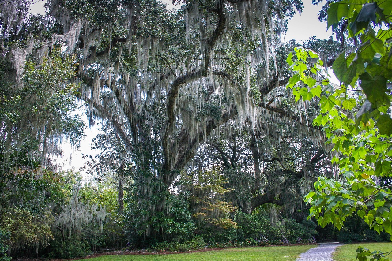 Spanish moss, epiphyte, southern live oak tree — Mobile Gambling on UFABET: Play Anytime, Anywhere