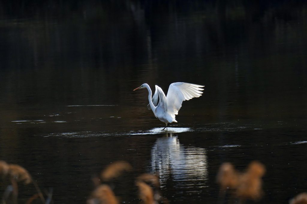 Common heron, nature, new — You must go through some of the new and advanced sex toys launched in the market.